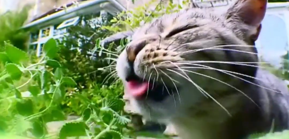 conseil-bonheur-chat-1