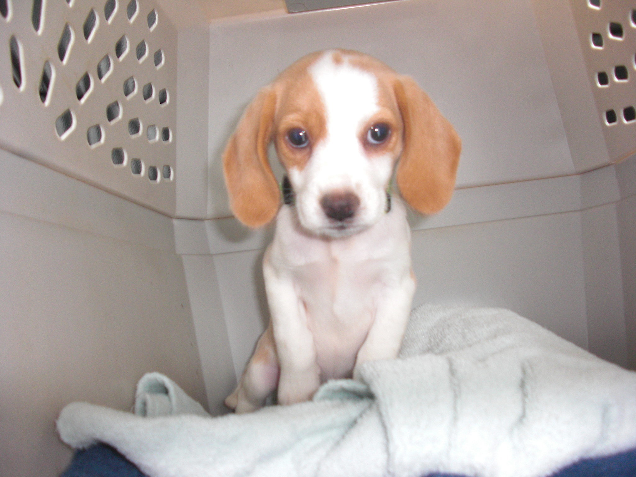 voyager-avion-chien-1