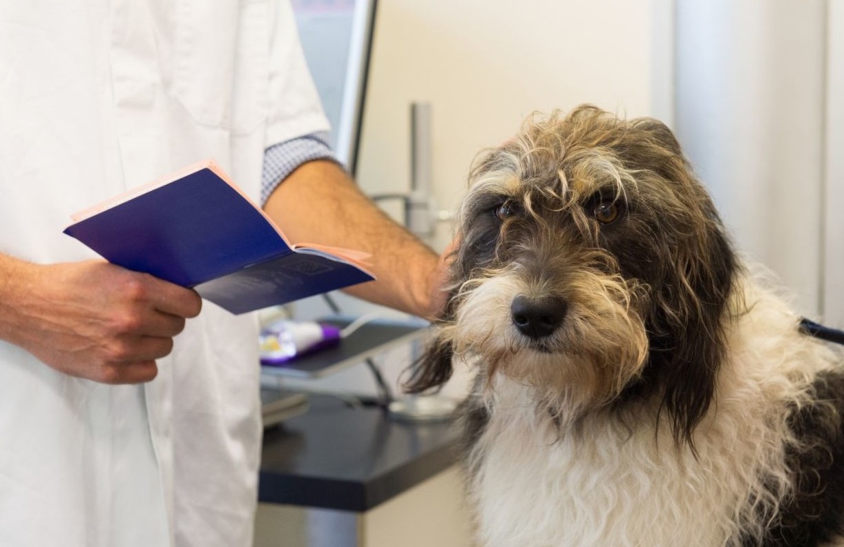 voyager-avion-chien-4