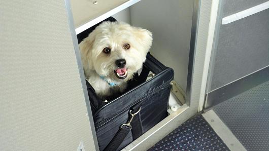 voyager-avion-chien-2