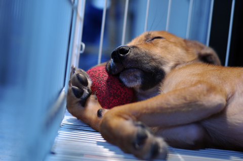 voyager-avion-chien-3