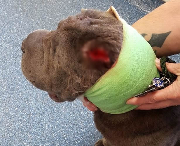 boo-machete-cambrioleurs-4 (1)