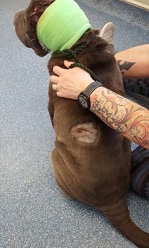 boo-machete-cambrioleurs-6