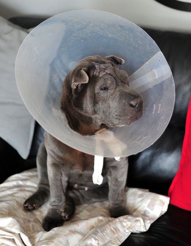 boo-machete-cambrioleurs-9