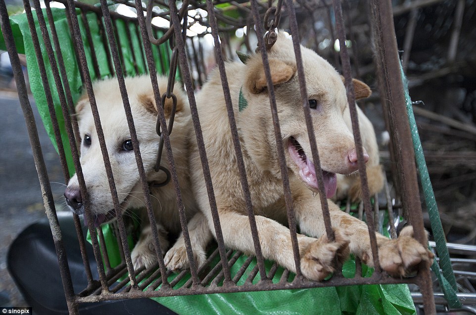 yulin-festival-chien-12