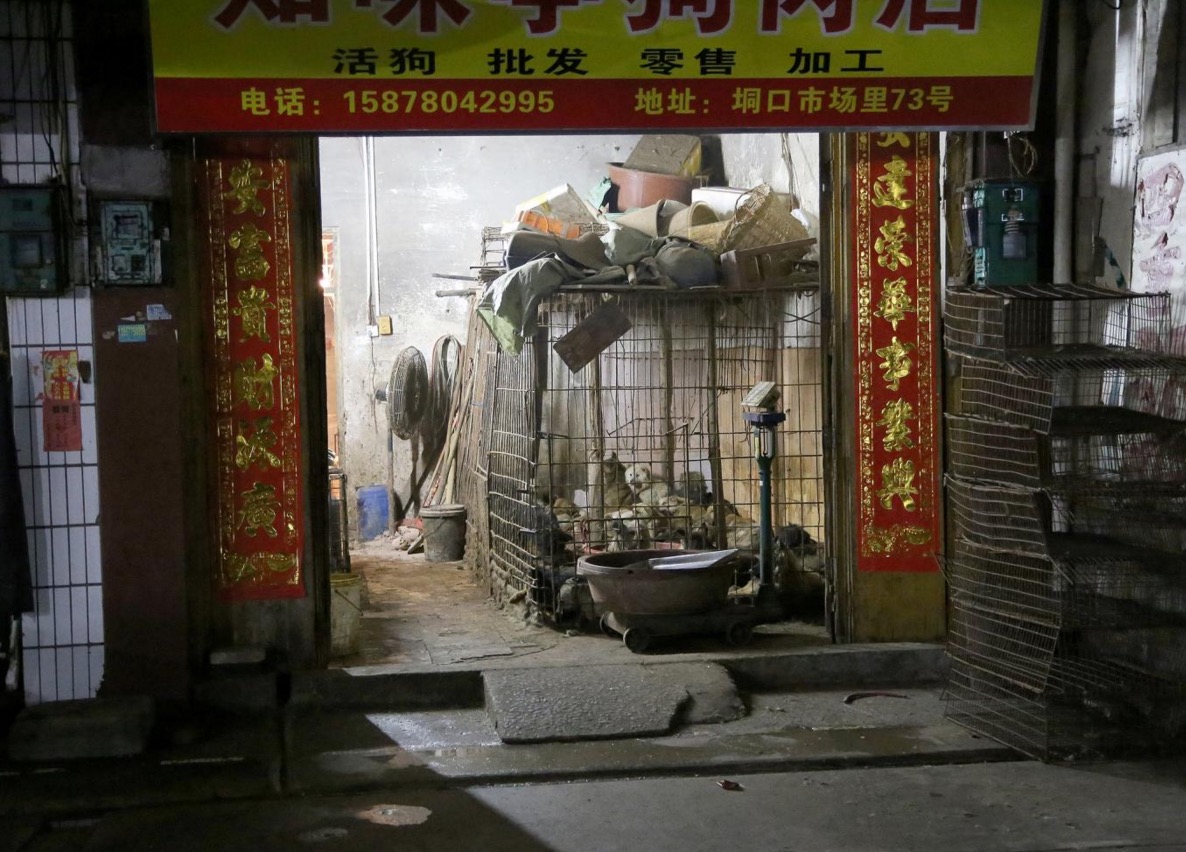 yulin-festival-chien-3