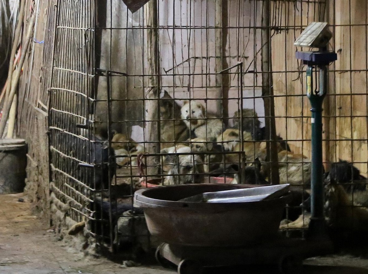 yulin-festival-chien-9