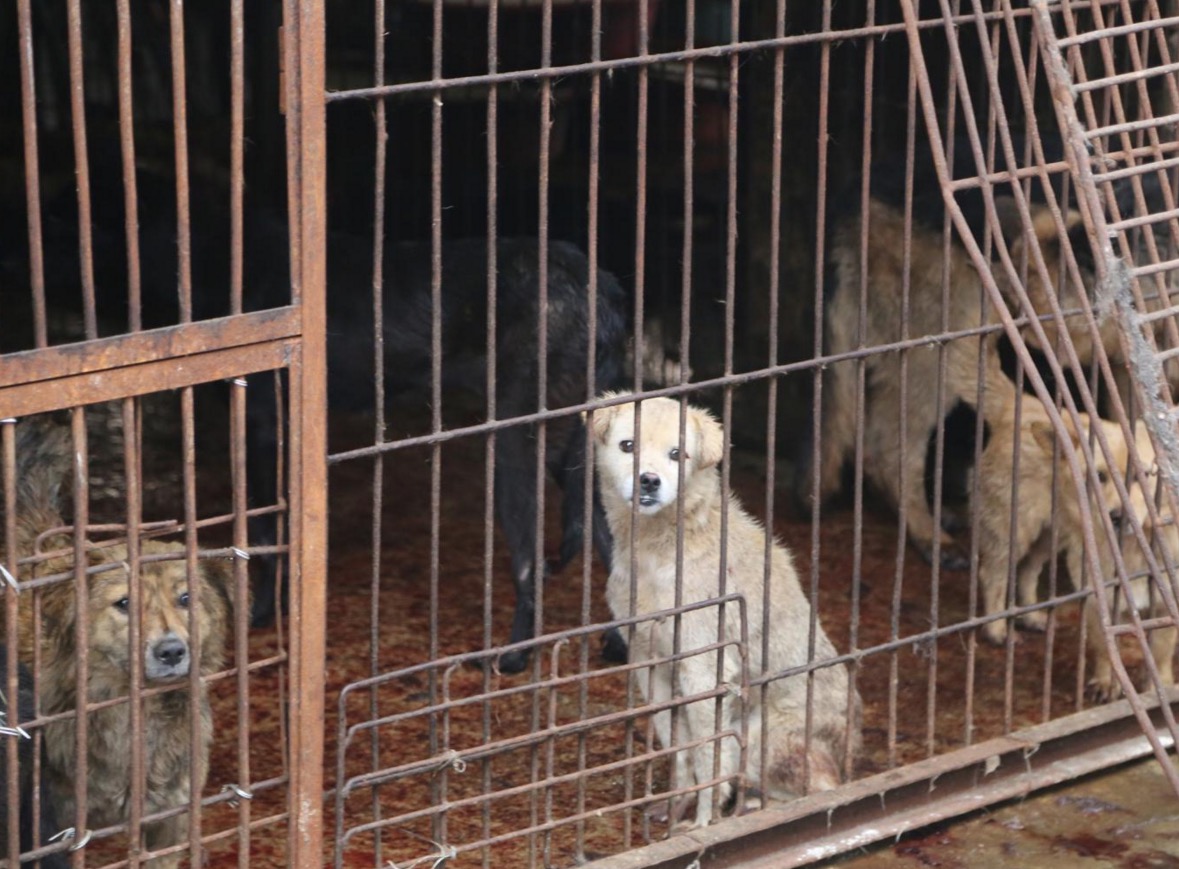 yulin-festival-chien-4