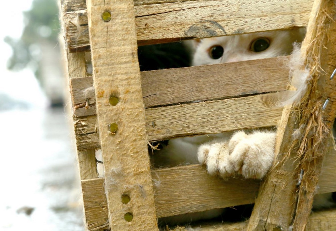 yulin-festival-chien-2