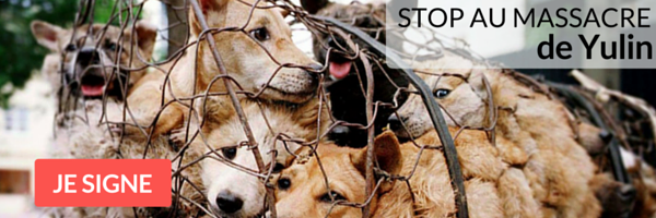 yulin-festival-chien-99