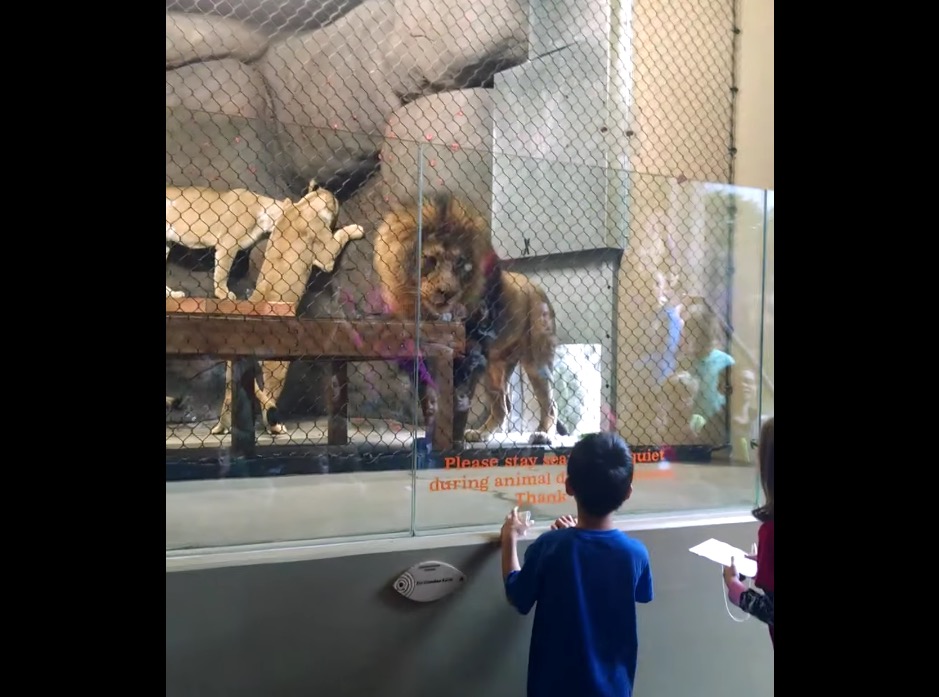 lion-oregon-zoo-accident-2