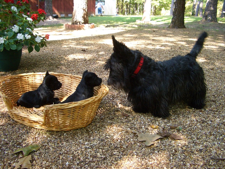 Un scottish terrier avec deux chiots