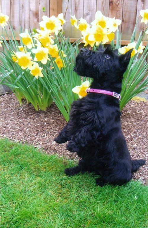 un petit scottish terrier