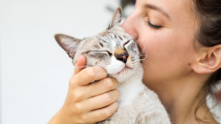 accepter la mort de mon chat 