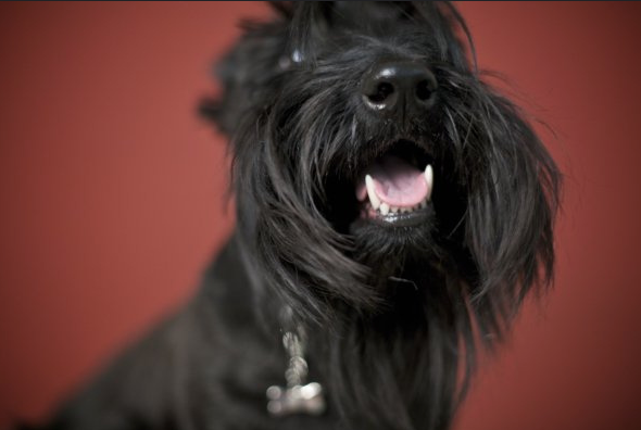 un scottish terrier qui pose
