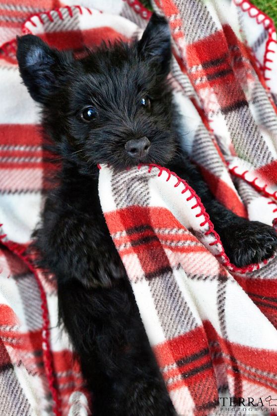 Un chiot scottish terrier