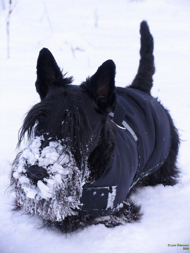 Le scottish terrier a un poil court qui lui tient chaud