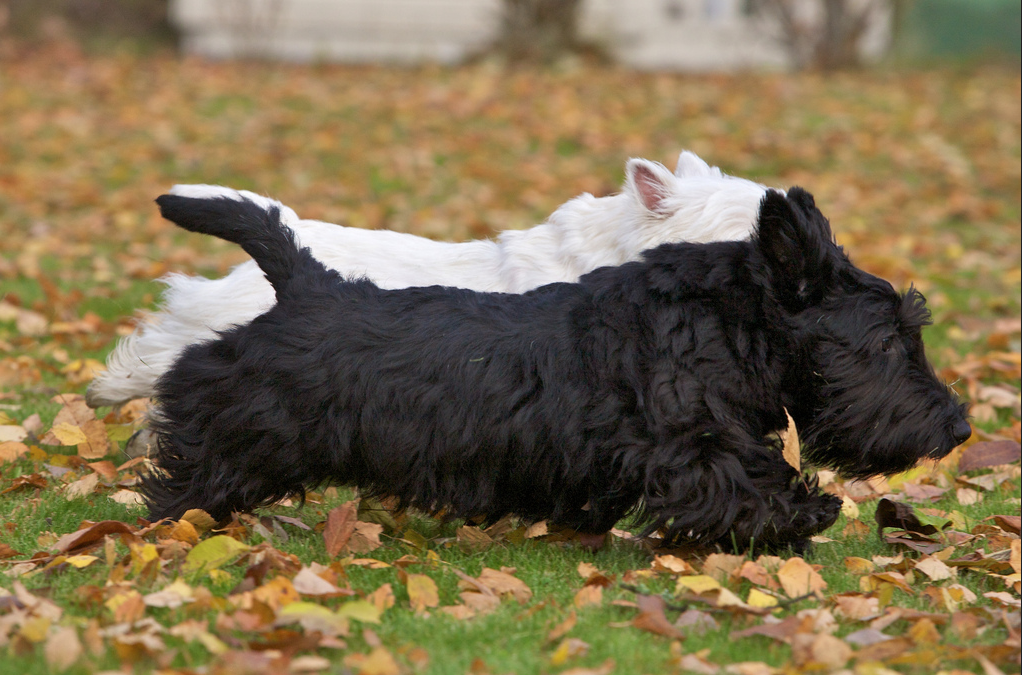 Un scottish terrier noir et un blanc