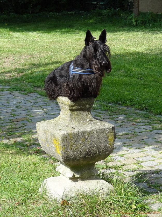 C'est un chien qui très affectueux