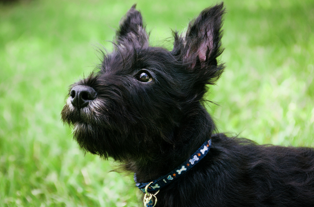 un petit scottish terrier