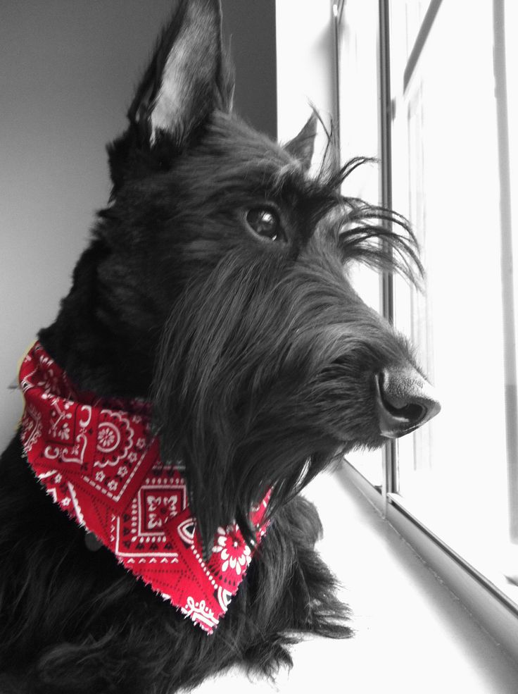 Un scottish terrier qui s'apprête à sortir