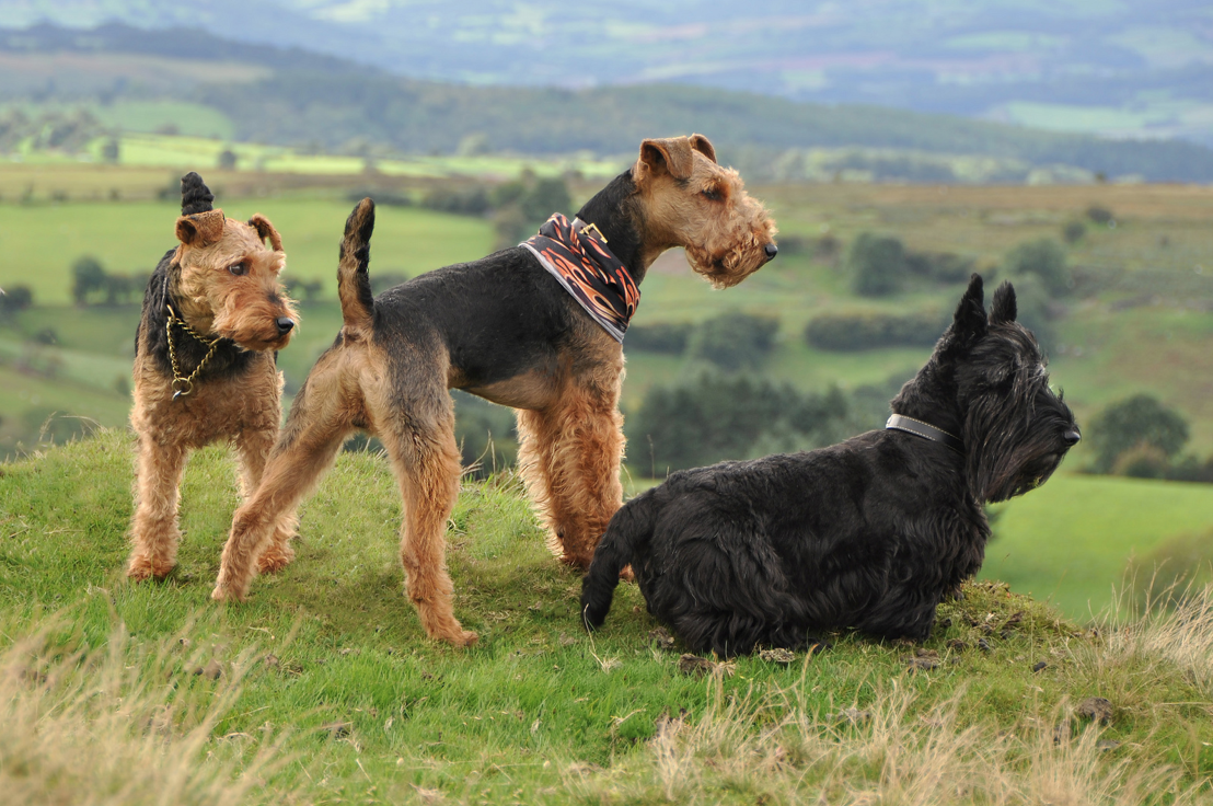 Un scottish terrier avec d'autres chiens