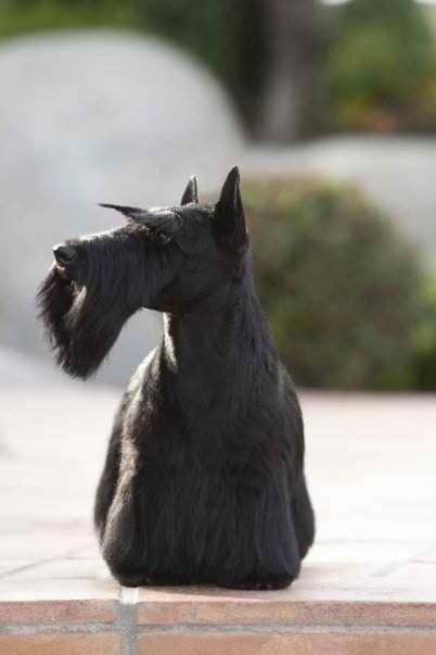 un scottish terrier préparé pour une séance photo