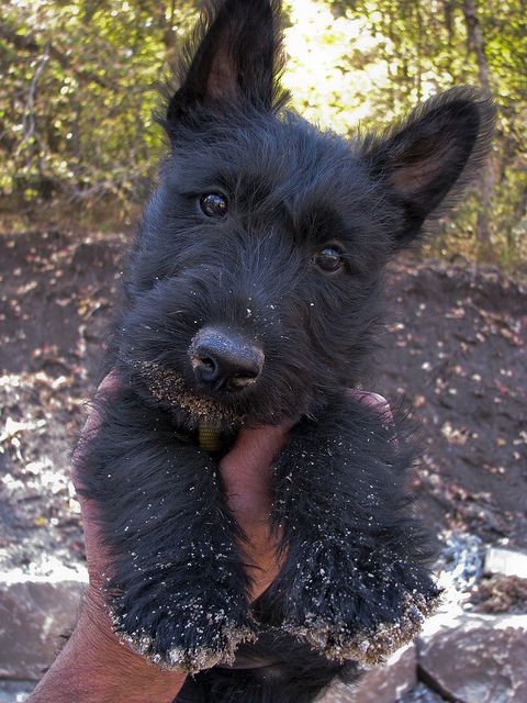 Un chiot scottish terrier