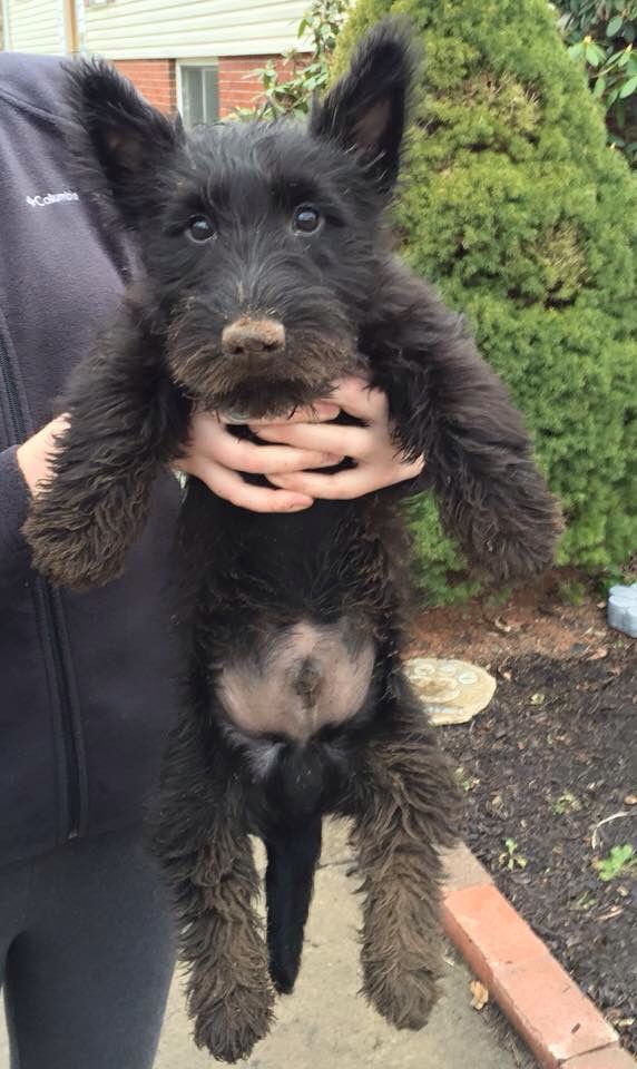 Un scottish terrier dans les bras de son maître
