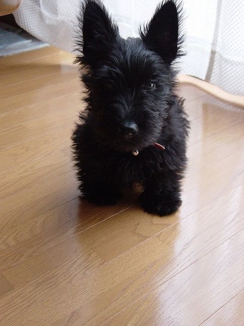 le scottish terrier est un chien très populaire