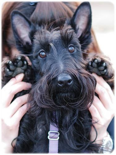 un scottish terrier avec sa propriétaire