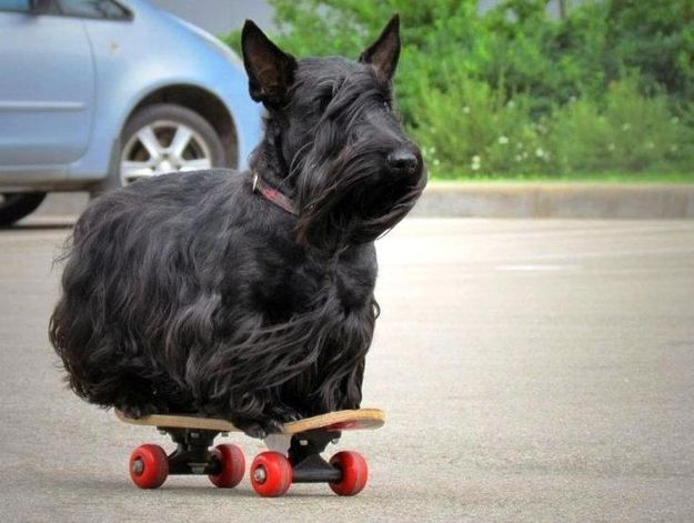 C'est une race qui apprécie les enfants