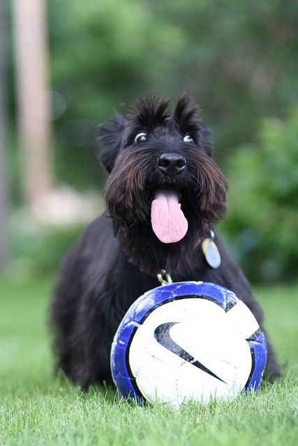 un scottish terrier qui joue