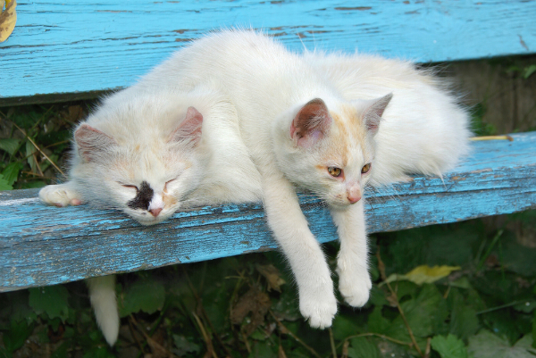 surmonter la mort de mon chat