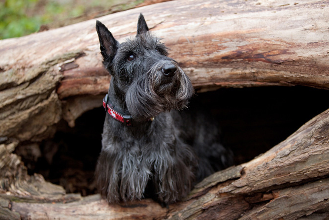 le scottish terrier a bon caractère