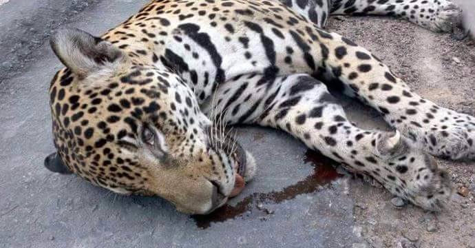 juma-jaguar-abattu-5