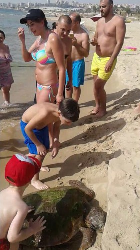 selfi-Lebanon-turtel-1