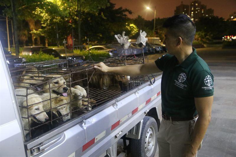 yulin-festival-dog-meat-33