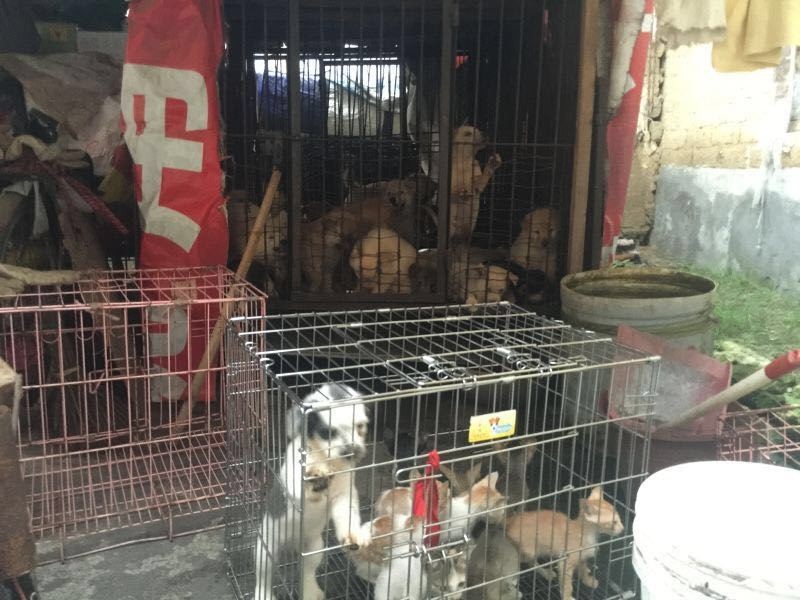 yulin-festival-dog-meat-35