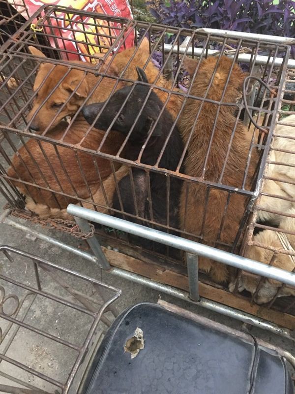 yulin-festival-dog-meat-37