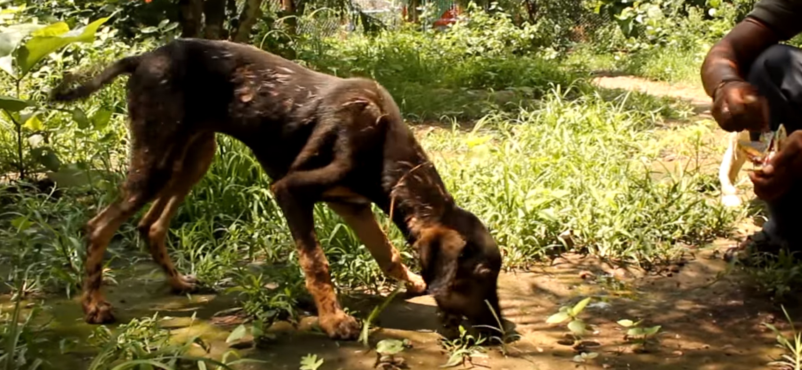 chien-goudron-sauvetage-inde-12