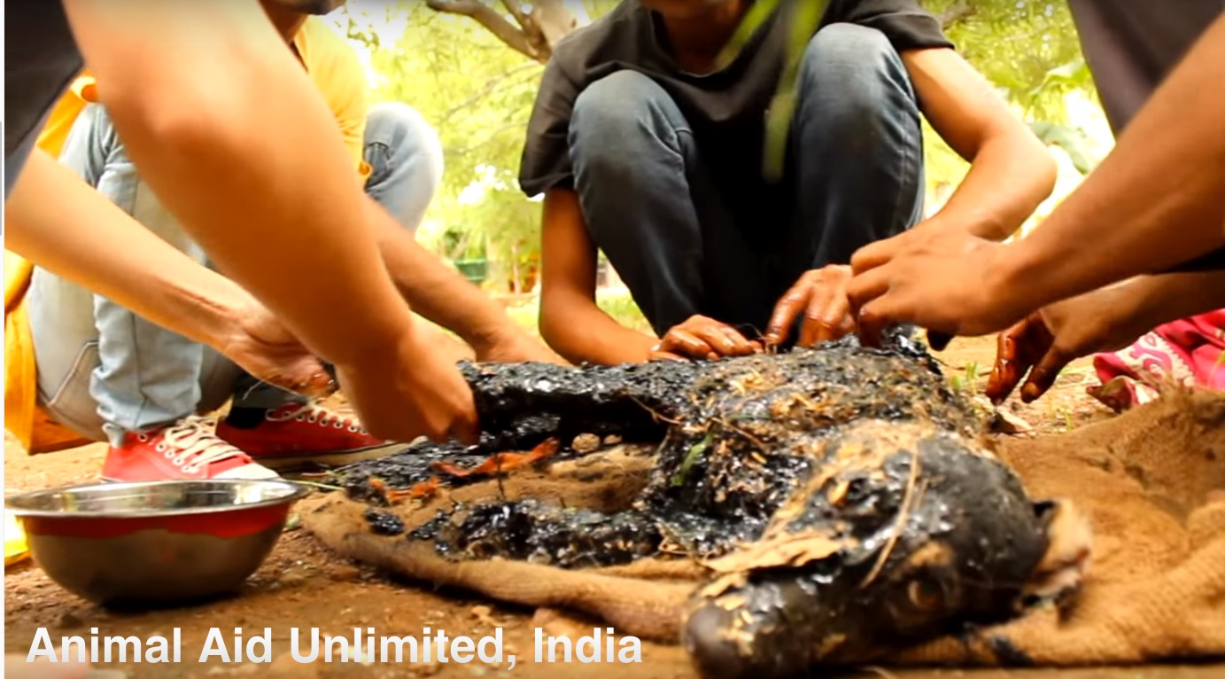 chien-goudron-sauvetage-inde-8