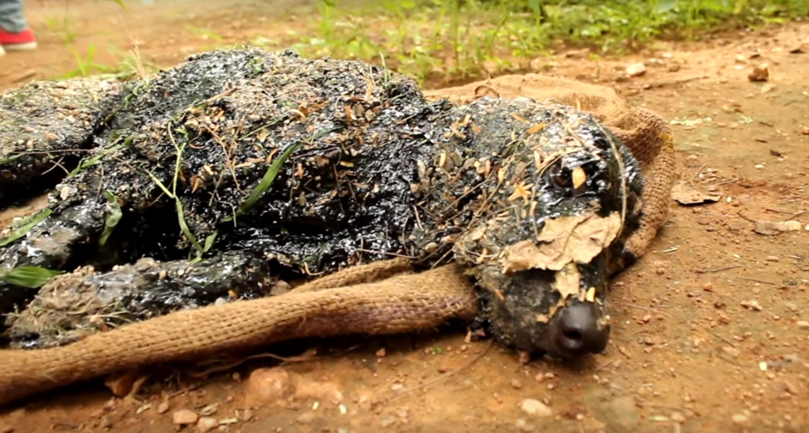 chien-goudron-sauvetage-inde-1