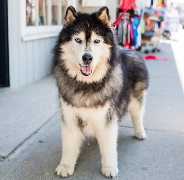 chien-stress-signes-1