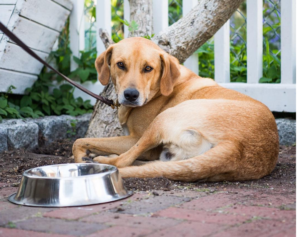 chien-stress-signes-8