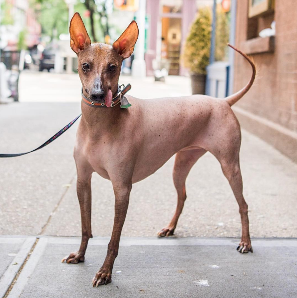 chien-stress-signes-6