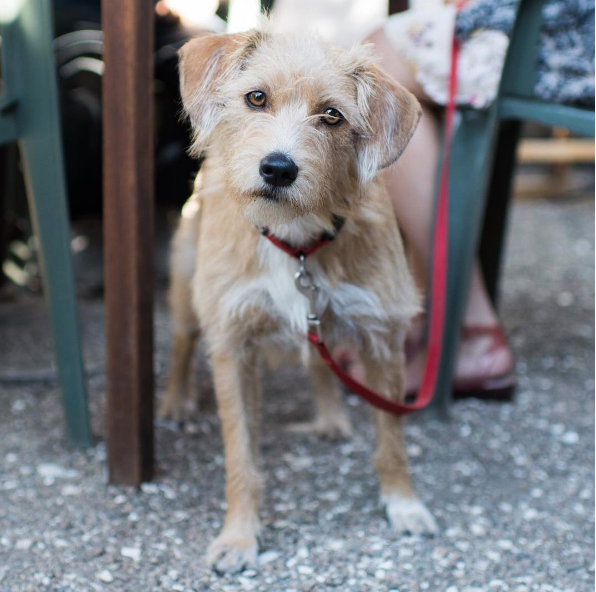 chien-stress-signes-2