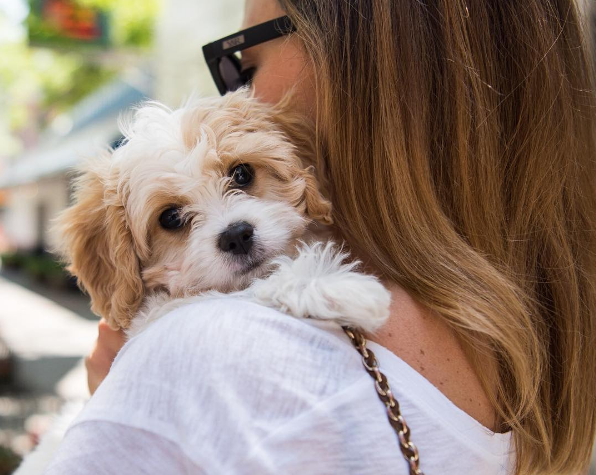 chien-stress-signes-9