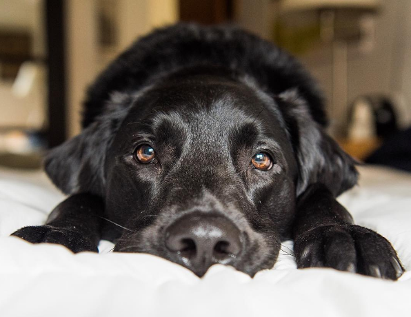 chien-stress-signes-7