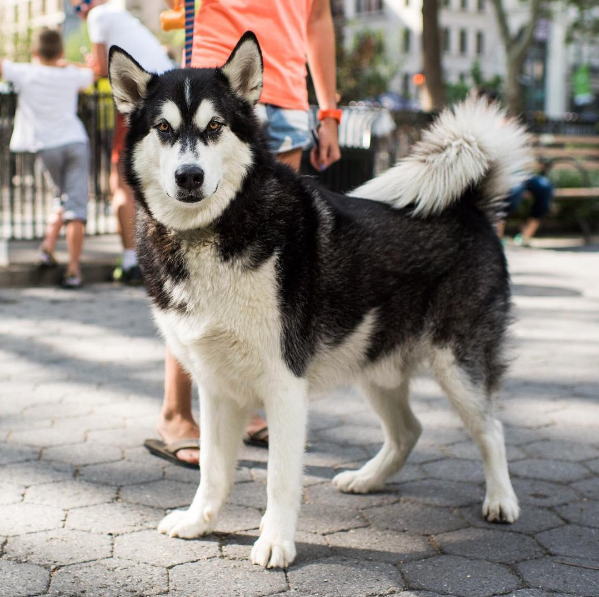 chien-stress-signes-5